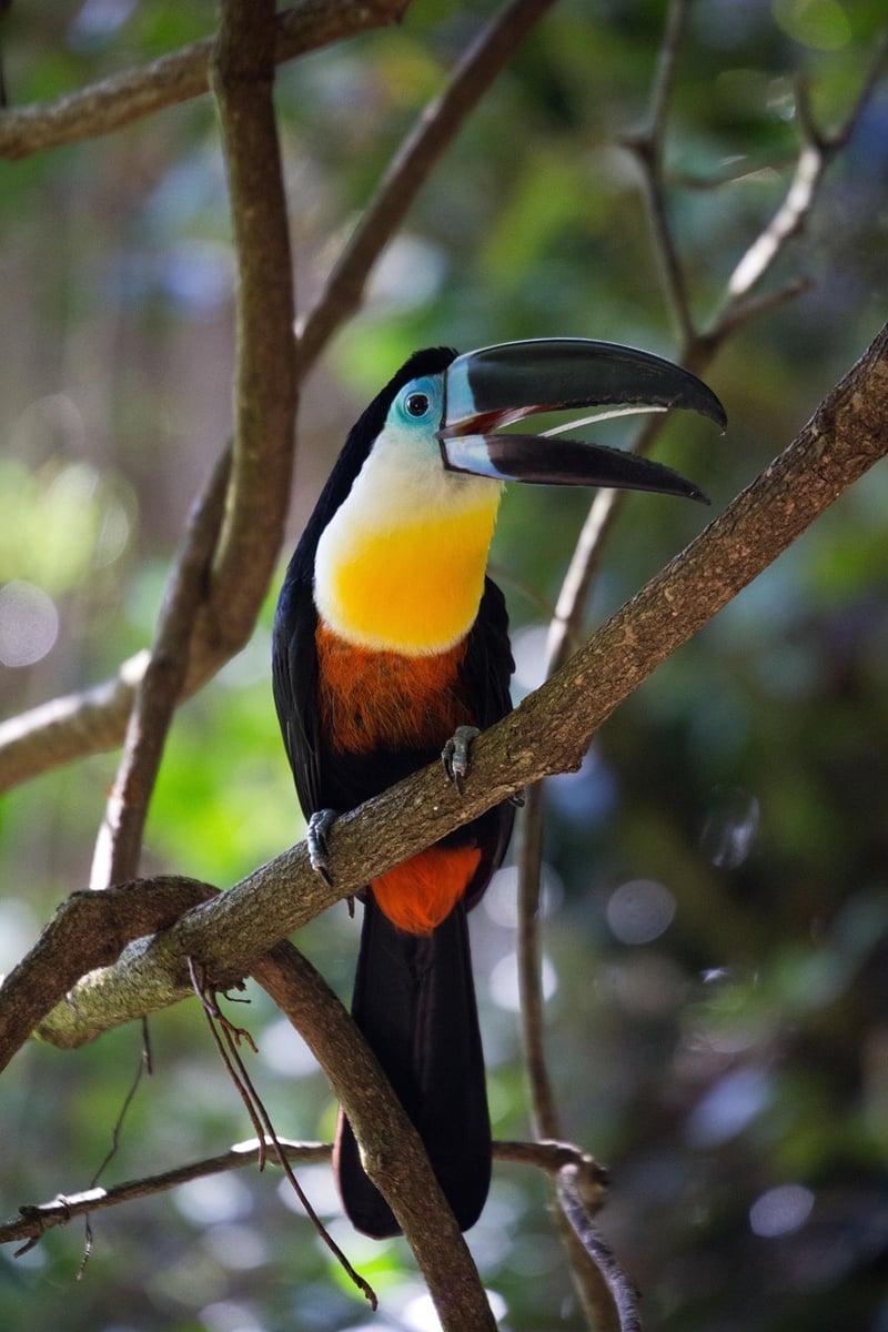 Amazon Rainforest
