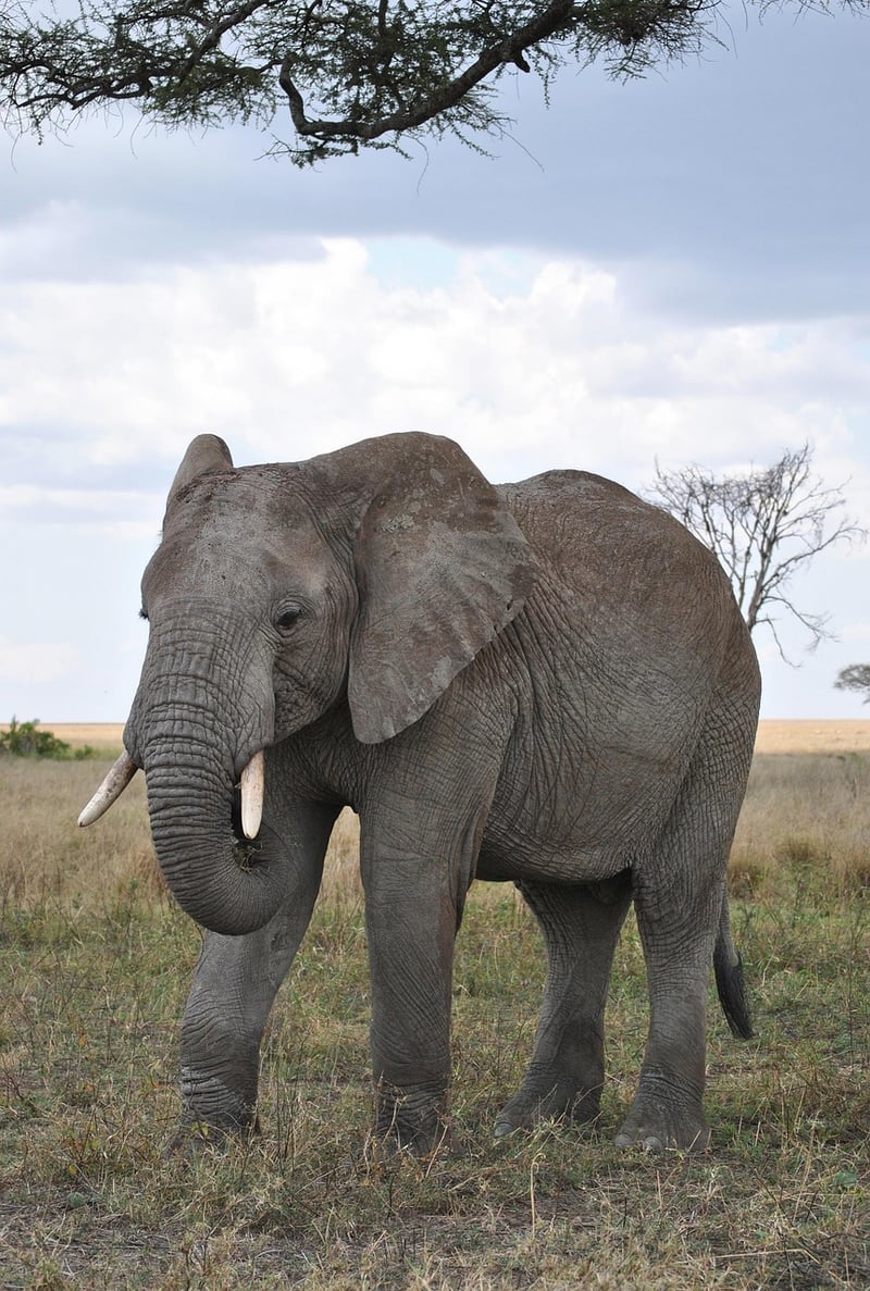 Serengeti